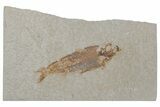 Fossil Fish (Knightia) - Wyoming #210110-1